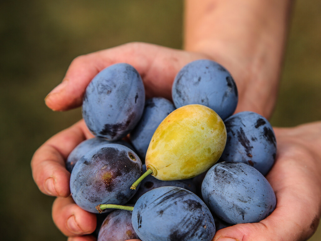 Ernte der fränkischen Zwetschgen Obst Garten