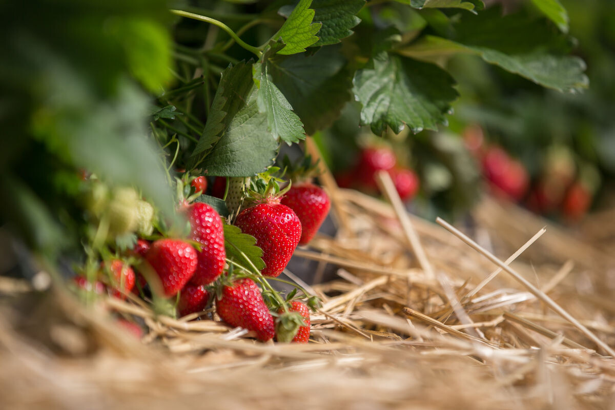 Saison F R Deutsche Erdbeeren Obst Garten